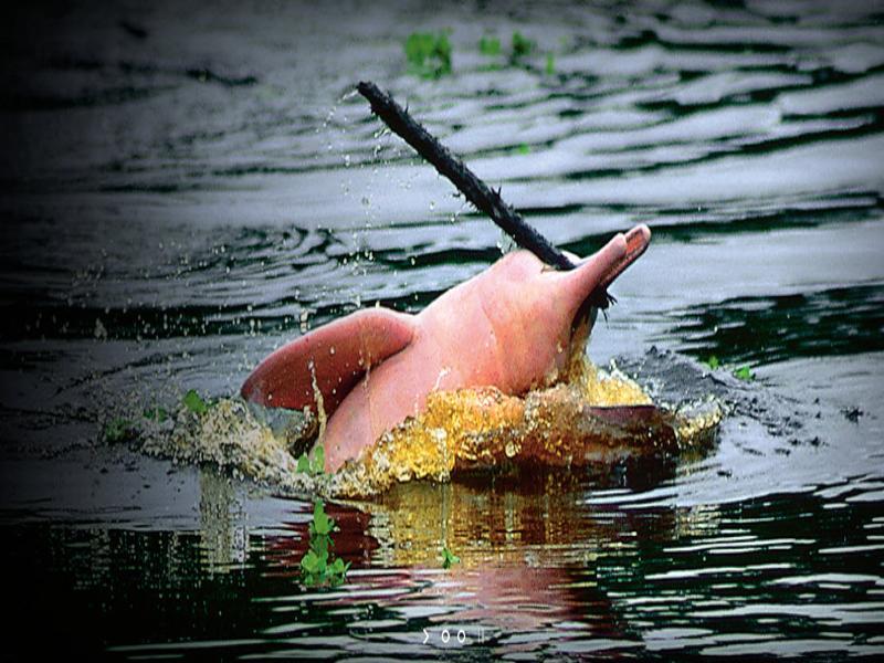 Heliconia Amazon River Lodge Francisco de Orellana Dış mekan fotoğraf