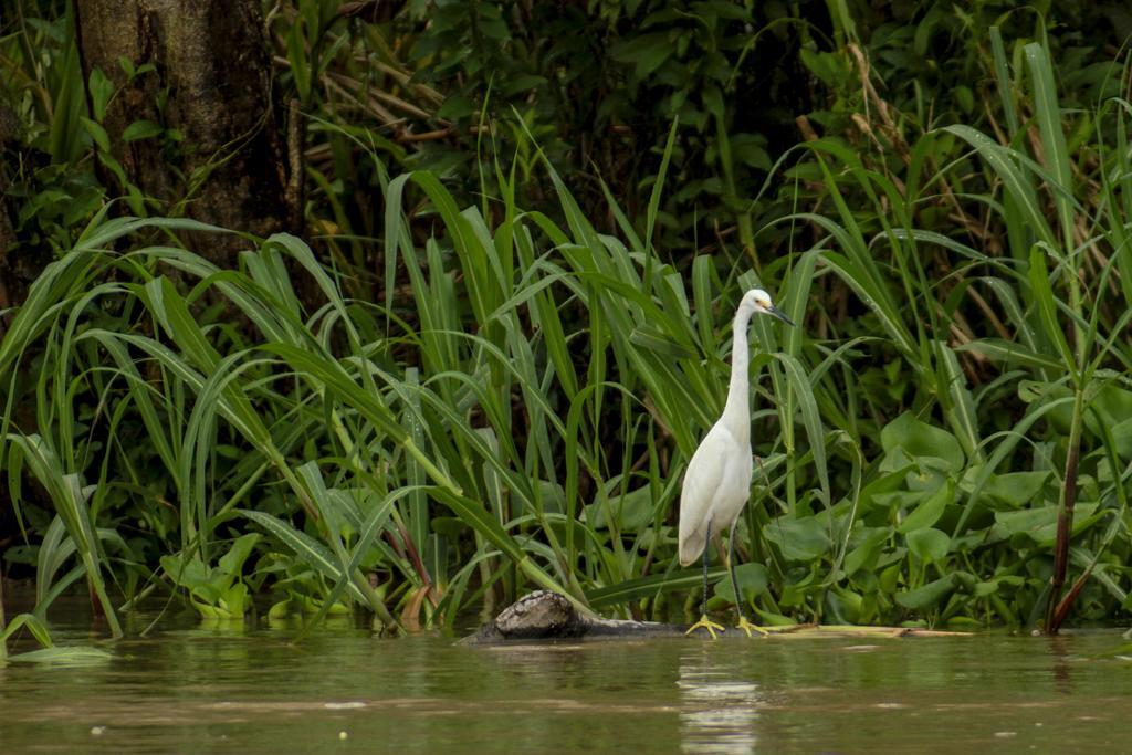 Heliconia Amazon River Lodge Francisco de Orellana Dış mekan fotoğraf