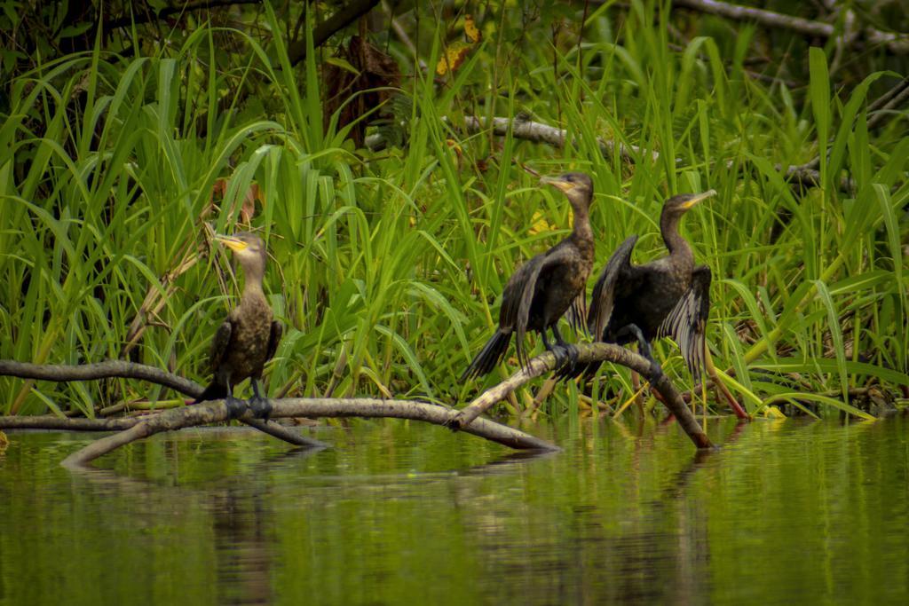 Heliconia Amazon River Lodge Francisco de Orellana Dış mekan fotoğraf